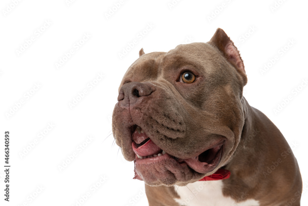 closeup of elegant american bully dog with bowtie looking away closeup of elegant american bully dog with bowtie looking away