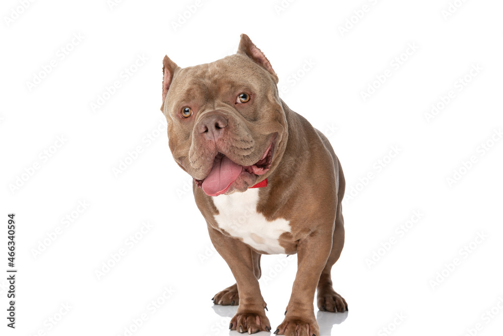 cute american bully dog with bowtie sticking out tongue and panting