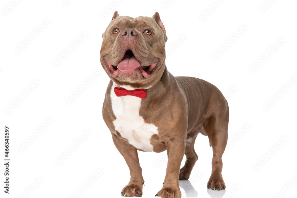 elegant american bully dog with red bowtie looking up and panting