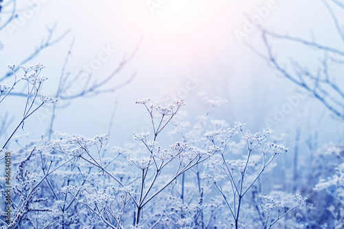 Frost-covered thickets of dry grass in winter during sunrise in gentle light blue and pink tones
