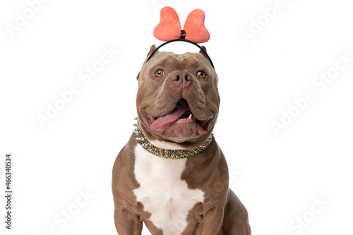 cute american bully dog with bow headband sticking out tongue