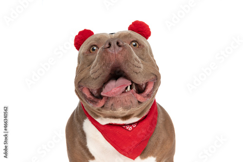 portrait of happy bully dog with headband and bandana looking up