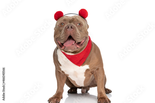 lovely american bully dog with red bandana and headband panting © Viorel Sima