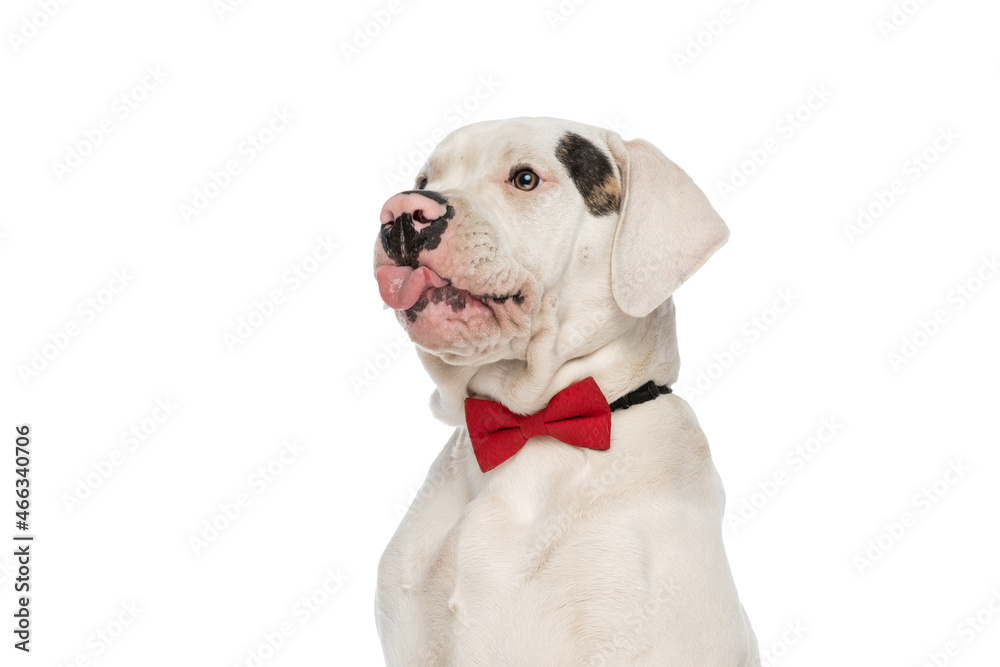 lovely american bulldog puppy wearing red bowtie and sticking out tongue