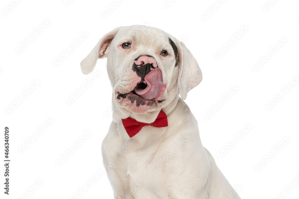 white elegant american bulldog dog licking nose
