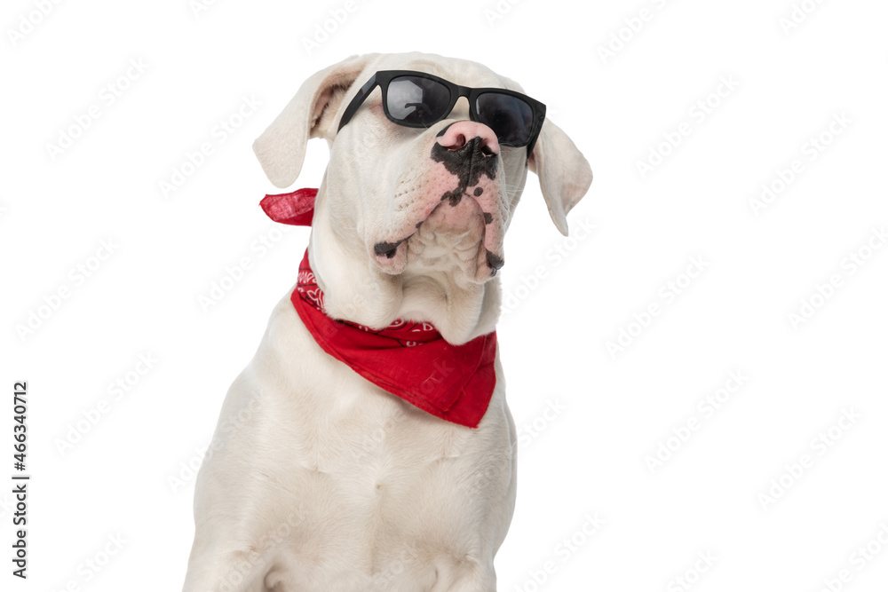 white american bulldog dog with sunglasses and bandana looking up