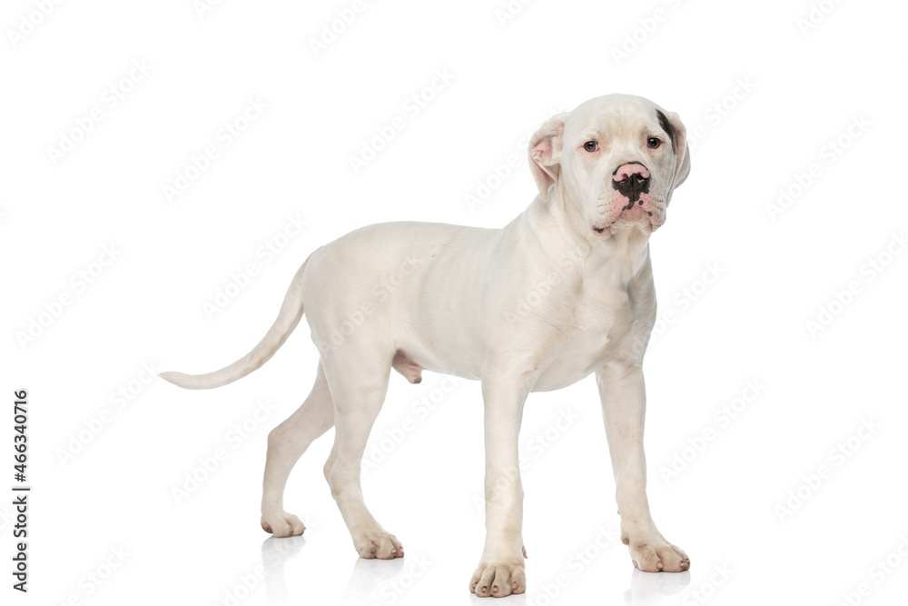 side view of cute american bulldog dog looking away side view of cute american bulldog dog looking away