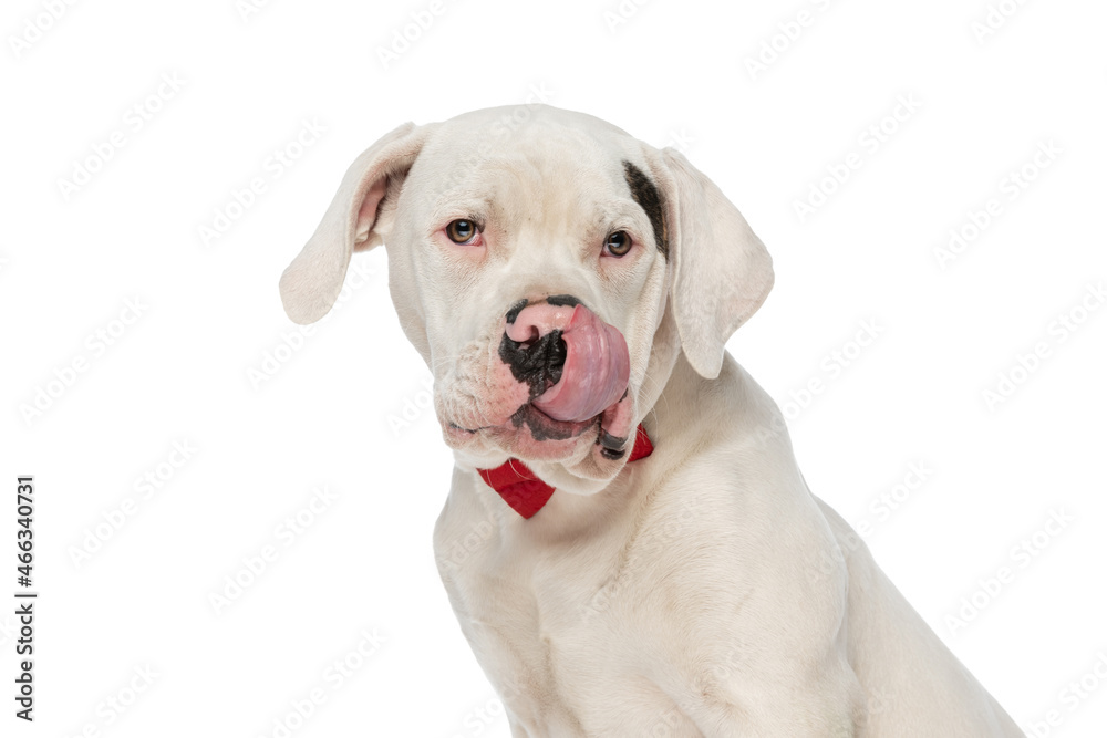 cute american bulldog puppy with red bowtie licking nose