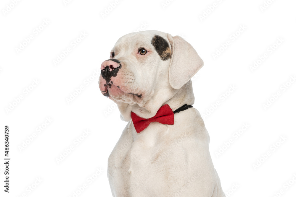 cute american bulldog dog with red bowtie looking to side