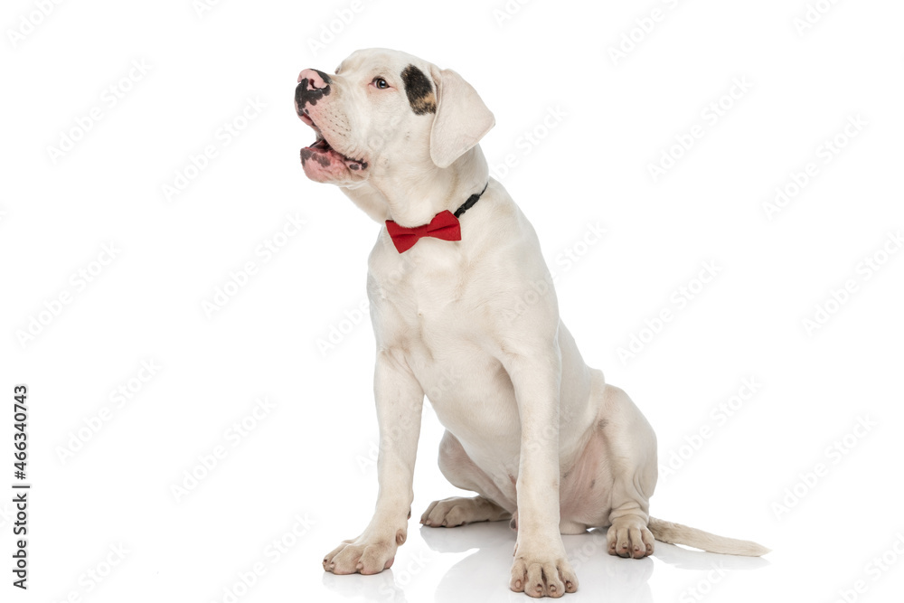 elegant american bulldog puppy with red bowtie barking