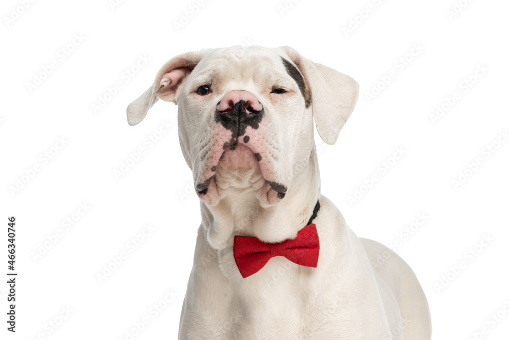 lovely american bulldog dog wearing red bowtie looking up