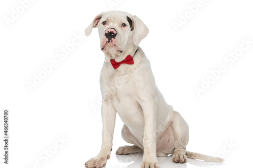 beautiful american bulldog pup wearing red bowtie