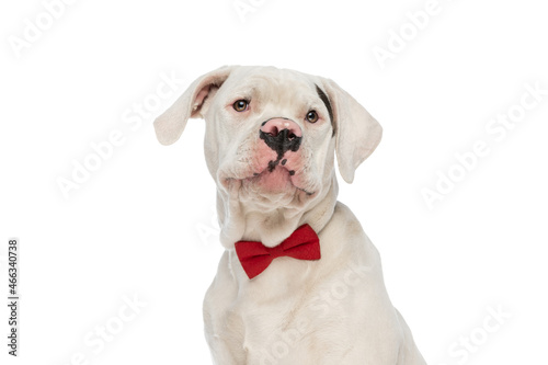 cute elegant american bulldog puppy with red bowtie looking away