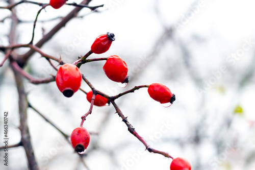 Rosehip branch with red berries in winter during the thaw