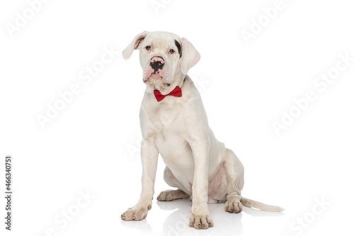 beautiful american bulldog dog wearing red bowtie and sitting