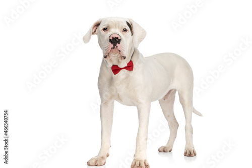 sweet american bulldog puppy wearing red bowtie and standing