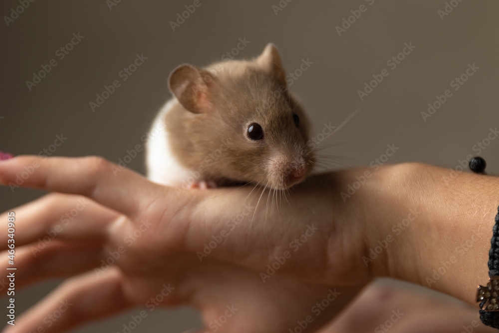 adorable syrian hamster standing on a hand adorable syrian hamster standing on a hand