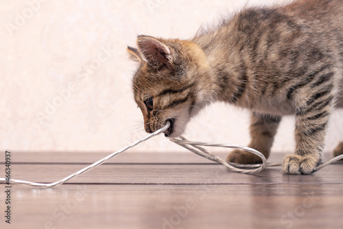 Photography A small striped kitten is playing with a wire in the office