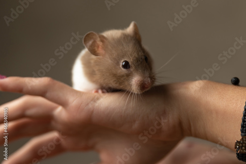 adorable syrian hamster standing on a hand