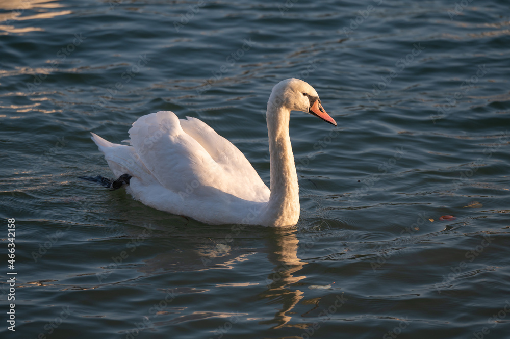 Obraz premium Weißer Schwan in Abendsonne 1