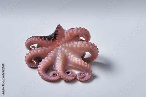 An octopus on white background