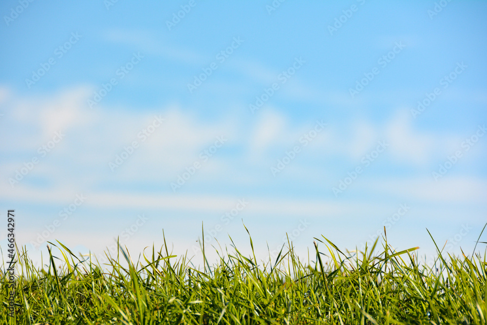 Grass and many  blue sky