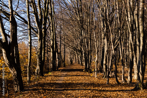 Rezerwat przyrody „Las Zwierzyniecki” , Podlasie, Polska