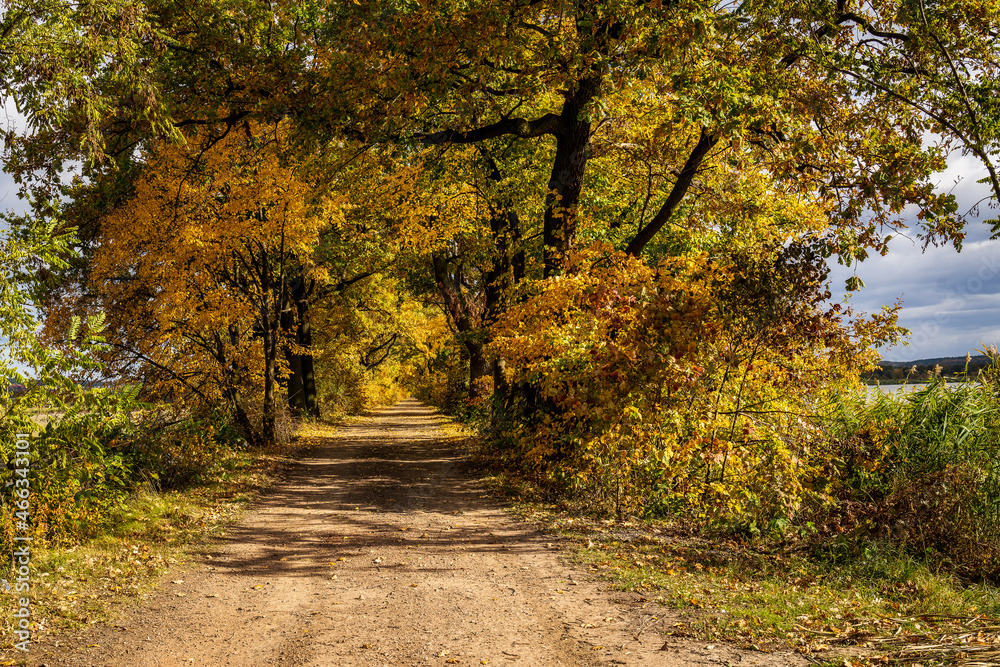 Colorful autumn trees on a country lane Colorful autumn trees on a country lane