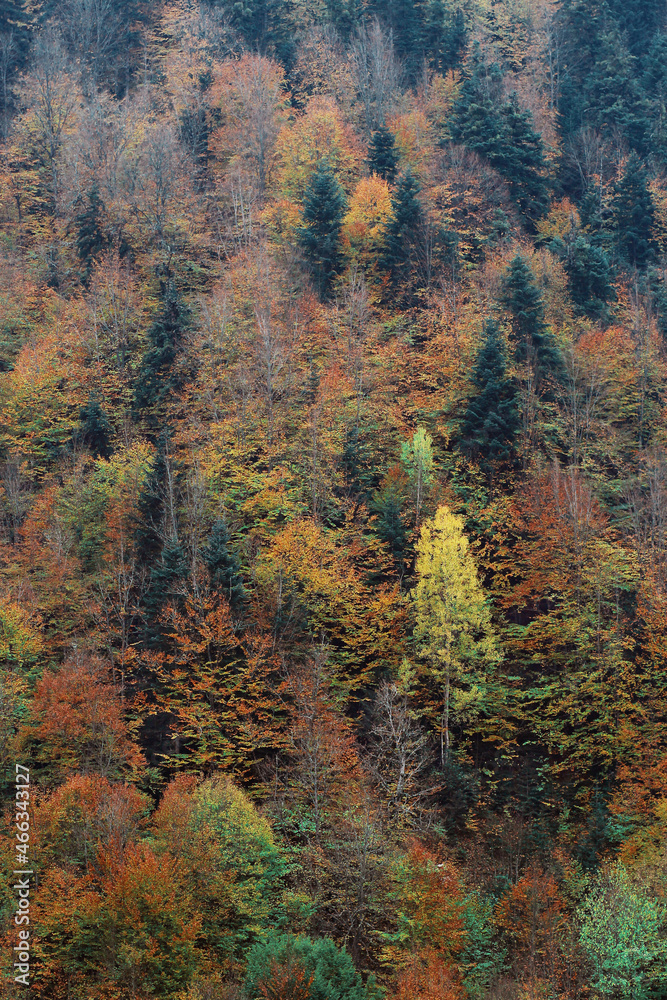 autumn in the forest autumn in the forest