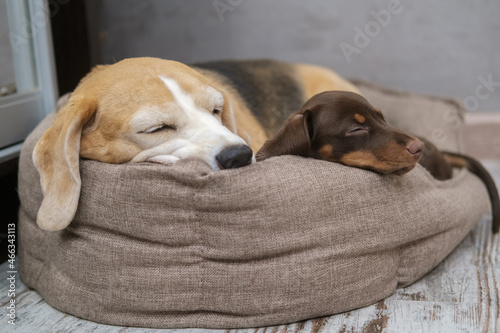beagle dog and dachshund puppy cute sleeping in the room on the same lounger