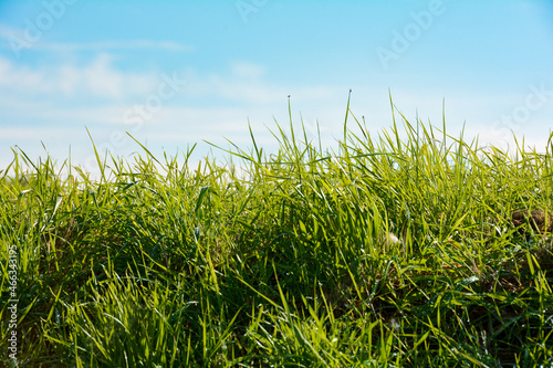Fototapeta Naklejka Na Ścianę i Meble -  Green grass and blue sky