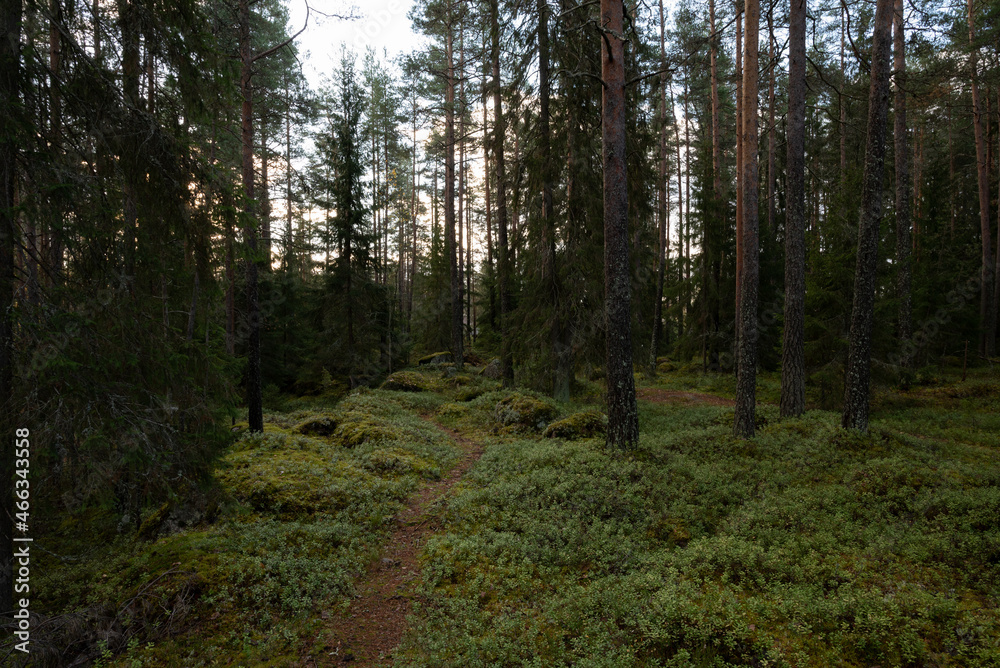 path in forest