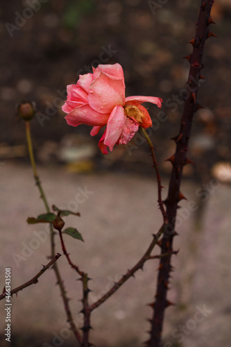 Rosenblüte bizar photo