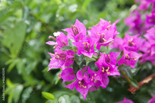 Pink bougainvillea flower with green leaf, front focus blurred background. Tropical flowers.