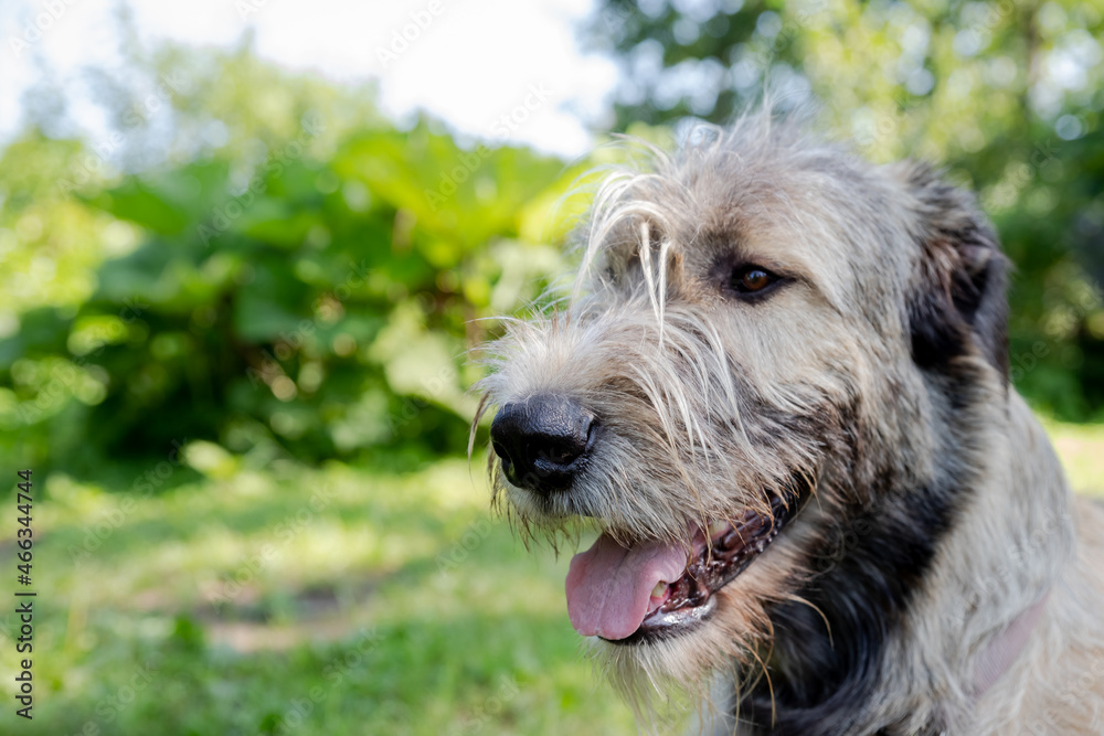 A beautiful beige irish wolfhound with nice expression in head in a garden