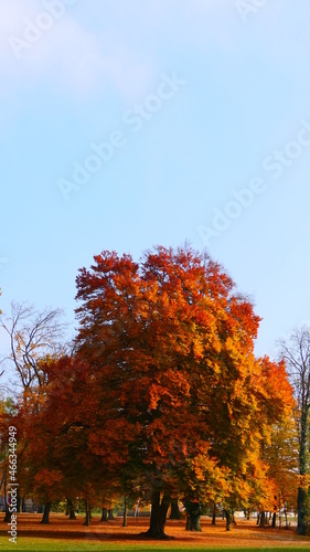 Baum im orangen Herbstkleid