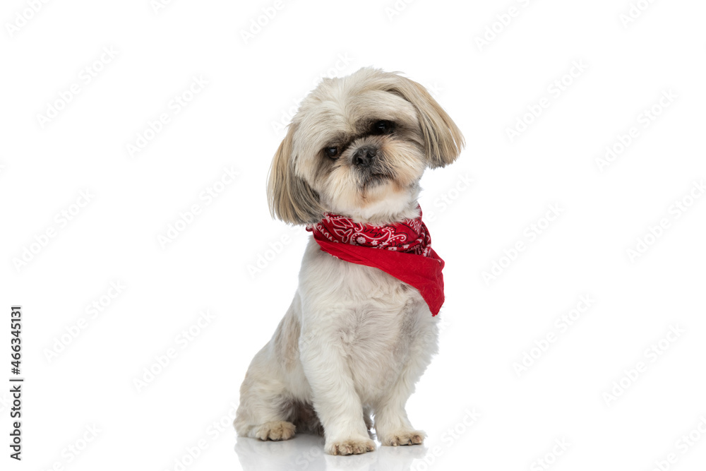 shih tzu dog looking down and wearing a red bandana