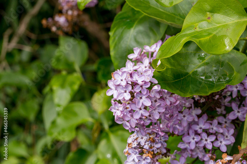 Syringa vulgaris 'Charles Joly' lilac flower detail photo