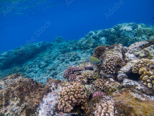  Reunion Island coral reef, Saint Gilles.