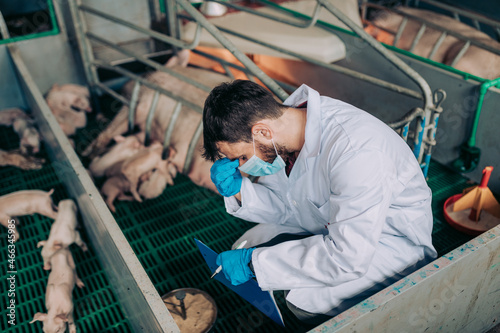 Experienced veterinarian working and checking animals health condition on huge pig farm.