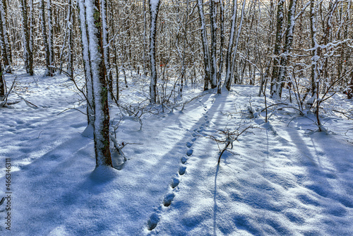 Animal trail in the winter forest