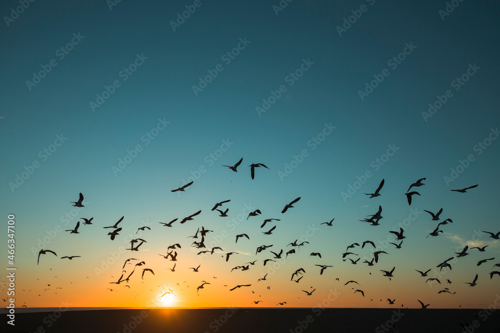Silhouettes flock of seagulls over the Atlantica during amazing sunset.