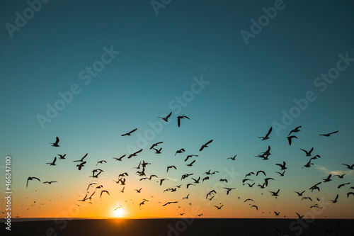Silhouettes flock of seagulls over the Atlantica during amazing sunset. © De Visu