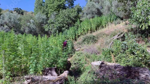 Medicinal Industry, Pharmacy, Field of hemp. Cannabis farm plantation. photo