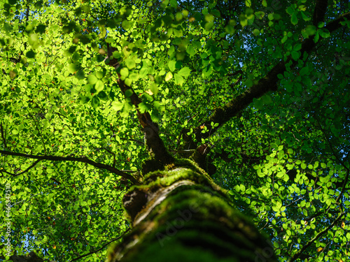 Sunlight through the leaves on a tree. Leaves as background. Forest in summer...