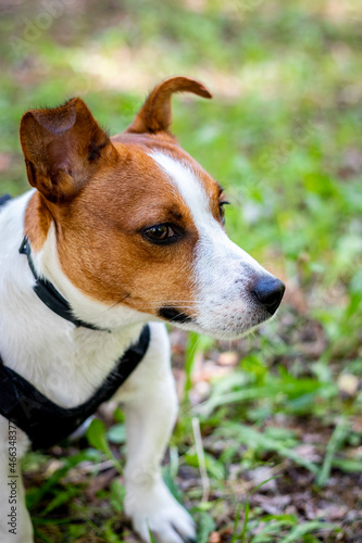 Fototapeta Naklejka Na Ścianę i Meble -  jack russell terrier dog