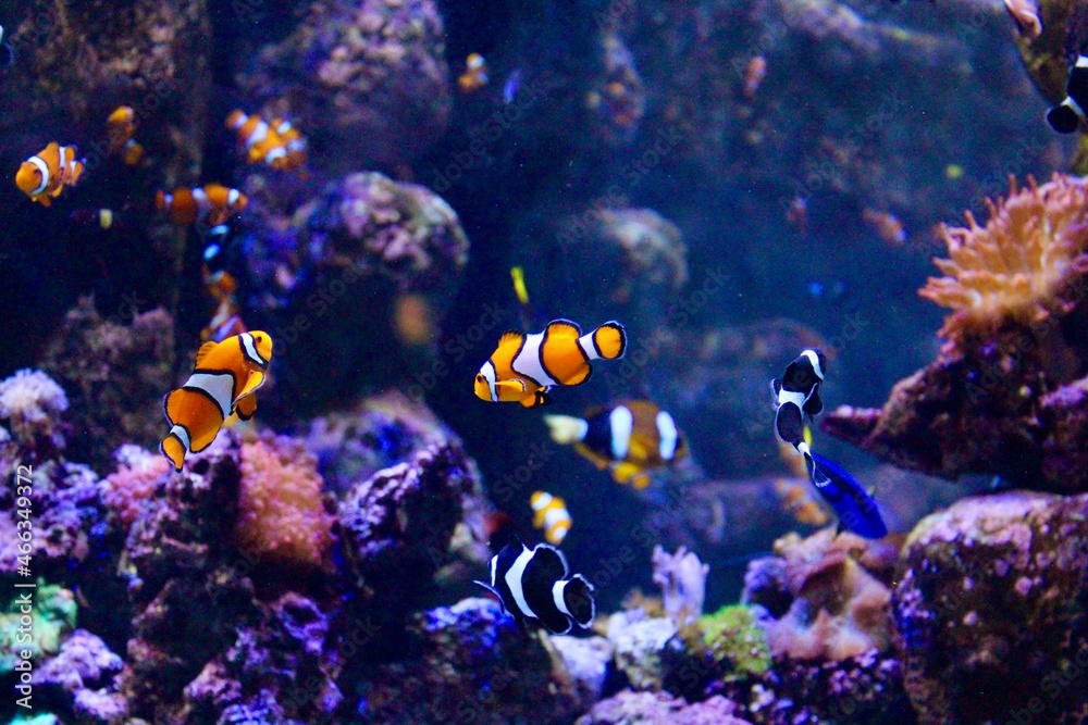 Clown Fish Clown Fish