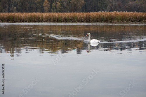 Swan. bird on the water. white swan swims in a lake. big beautiful swan floats on the river on a beautiful autumn  sunny day. wild bird  natural background. space for text