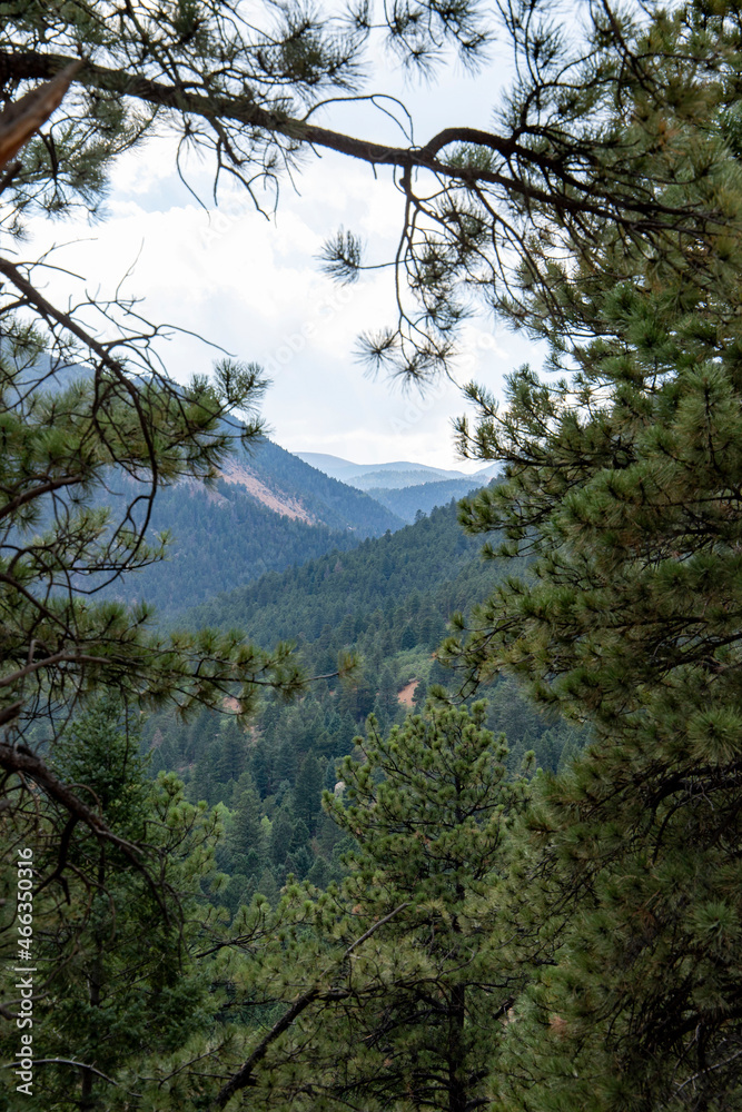 Colorado Mountains through the Evergreens