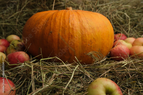 pumpkin and apples on hay
